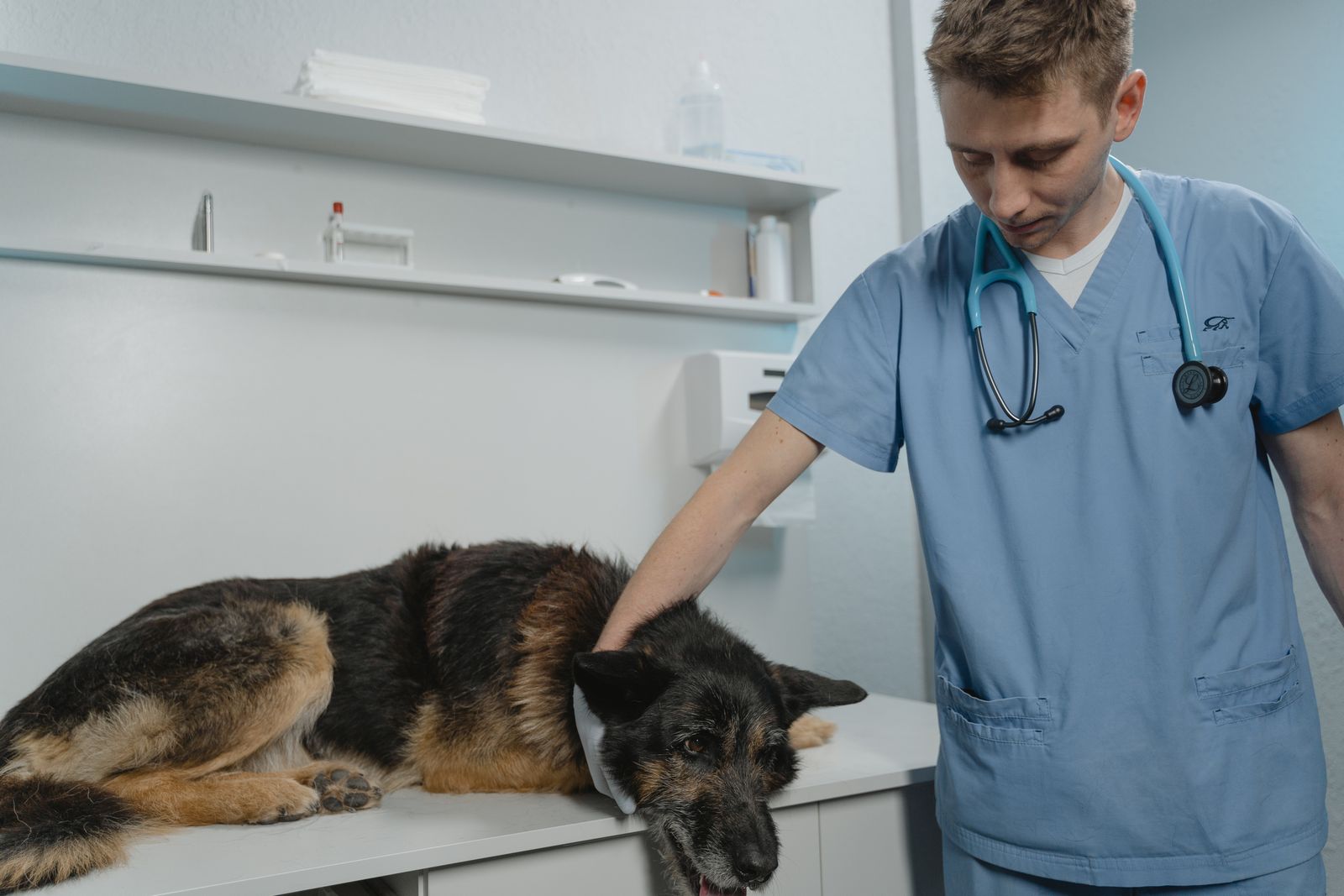 veterinary expert witness
