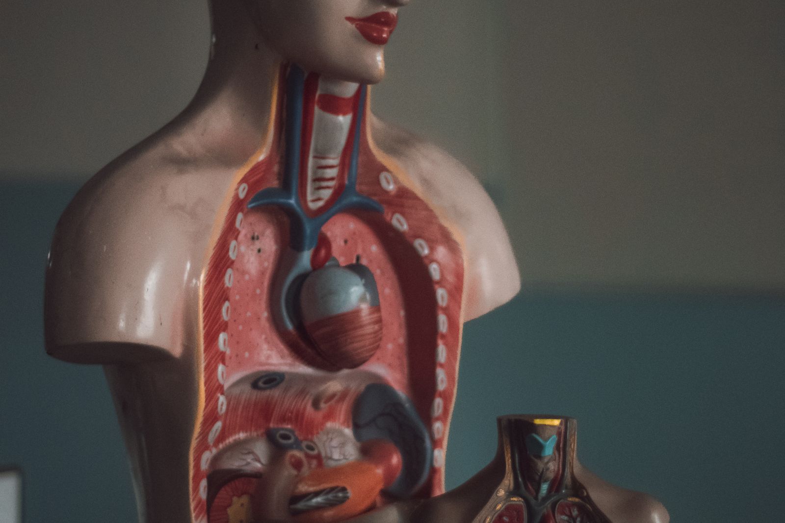 Anatomical model showing the digestive organs, the territory gastrointestinal expert witnesses address