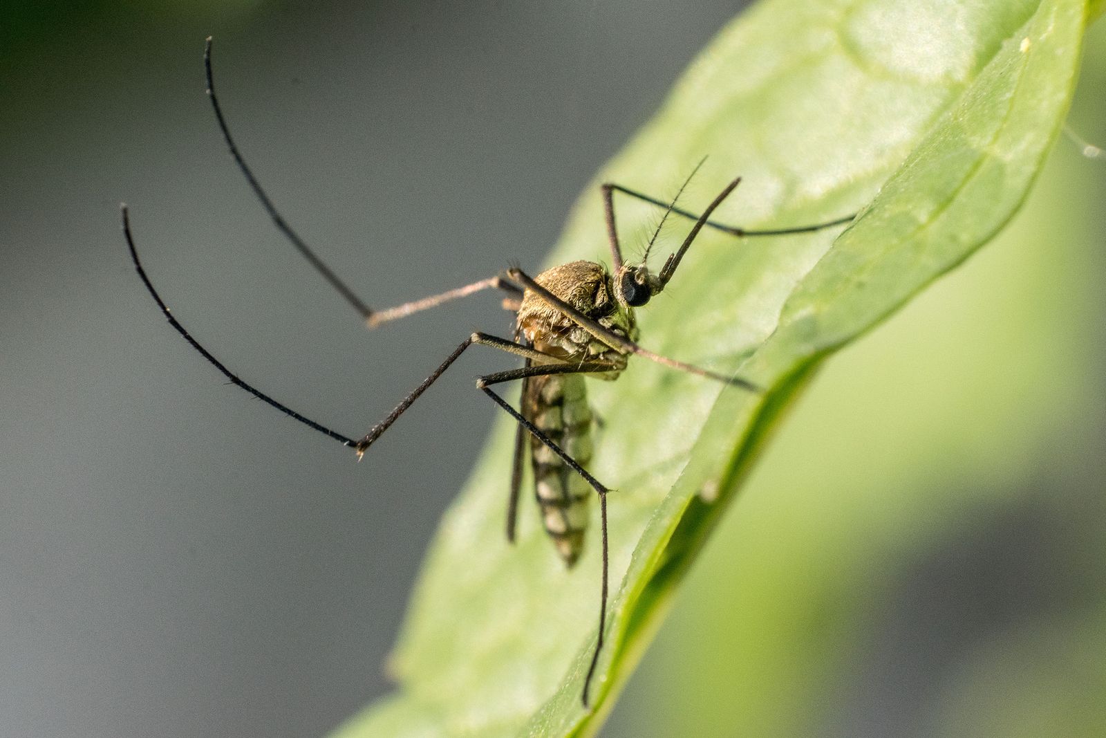 Mosquito on a leaf, the vector-borne disease tropical medicine expert witnesses address